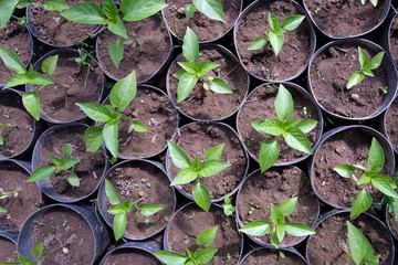 Plants of paprika grows in spring. 