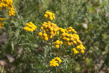 flowering tansy in summer