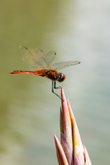 Wandering Pennant - Macrodiplax cora 