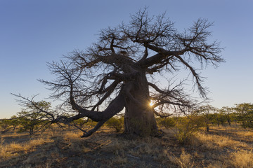 Large baobab at Kukonje Island