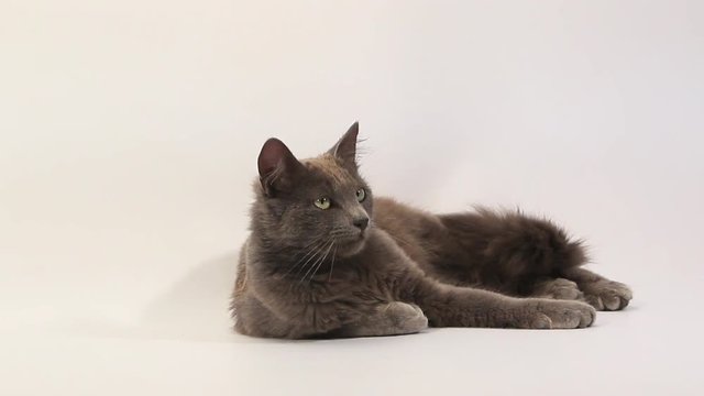 Chartreux Domestic Cat, Adult Laying against White Background, Real Time