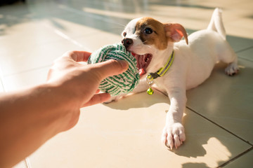 dog baby Jack russell terrier playing ball, Jack russell terrier - obrazy, fototapety, plakaty