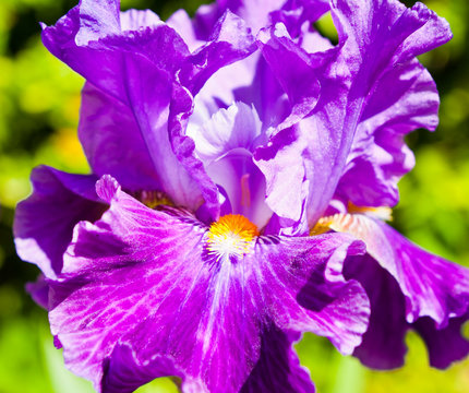 Purple iris, close up