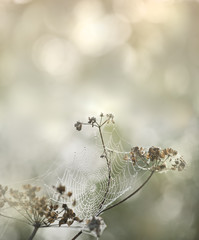 Gossamer drops of dew on stalk of Angelica and sun glare.