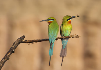 pair of blue tailed Bee eater