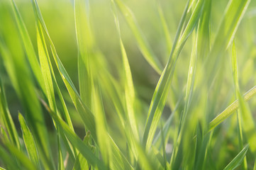 Fresh green grass with drops of dew. © Belozorova Elena