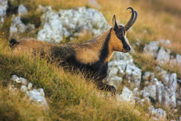 camoscio appenninico (Rupicapra pyrenaica ornata) - ritratto