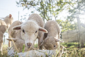 Obraz na płótnie Canvas Lambs at the Feeding Pen
