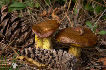 Pinaroli (Suillus granulatus) nella pineta