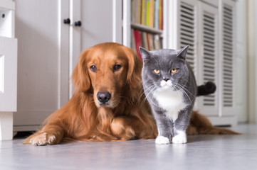 British shorthair and golden retrievers