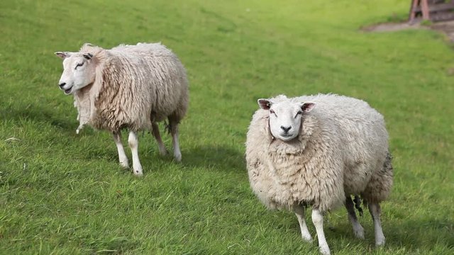 zwei Schafe auf Deich
