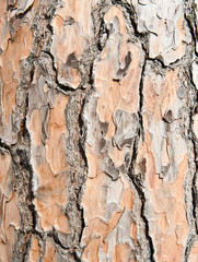 Close up of tree bark
