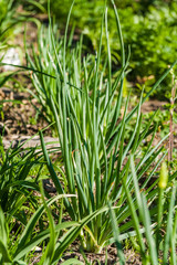 green young onions growing in the garden
