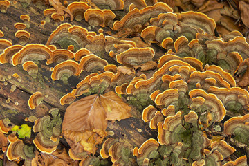 poliporo variopinto (Trametes versicolor) -  fungo a mensola