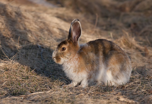 Snowshoe hare in the spring in Canada 