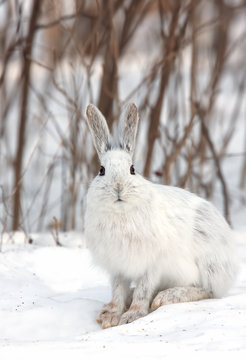 Snowshoe hare or Varying hare (Lepus americanus) standing in the snow in winter in Canada