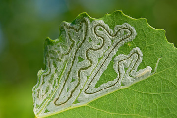 Patterns eaten by caterpillar in leaf of aspen   close up. - 128161795