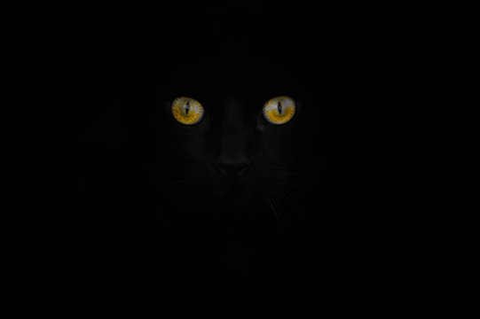 Black cat head and yellow eyes emerging from the dark the dark