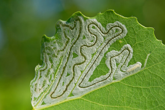 Patterns eaten by caterpillar in leaf of aspen   close up.