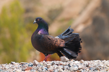 Black pigeon standing on canyon top in Cappadocia.