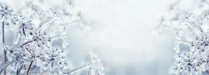 Foto auf Alu-Dibond Einige gefrorene schöne Aise-Unkraut-Pflanzen, die mit Eiszapfen bedeckt sind. Winter-Hintergrund. Freier Platz für Text. Selektiver Fokus. Geringe Schärfentiefe. Getönt. © Maria Raz