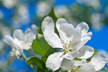 Natural background. Branch of a blossoming apple-tree against th
