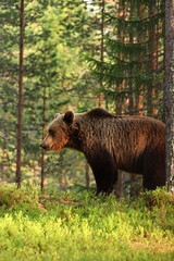 European brown bear in forest