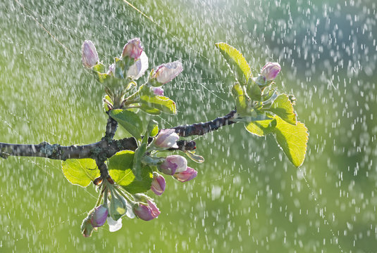 Branch of Apple blossoms in cobweb in rain.
