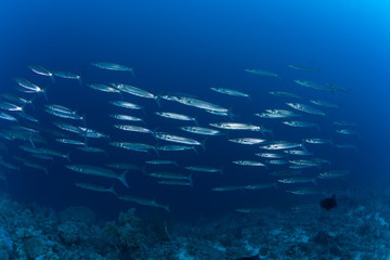 Fototapeta na wymiar barracuda underwater picture Sudan Red sea diving safari