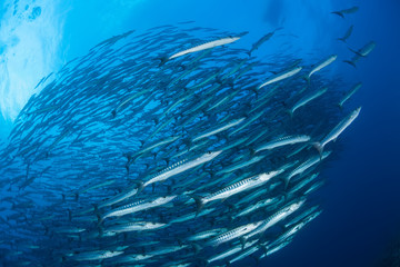 Fototapeta na wymiar barracuda underwater picture Sudan Red sea diving safari