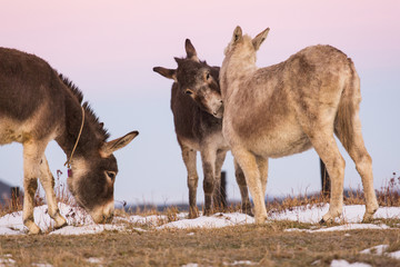 Two donkeys playing each others at sunrise