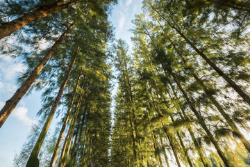Pine trees low angle view