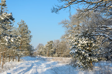 Forest in winter sunny day