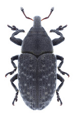 Beetle Larinus obtusus on a white background