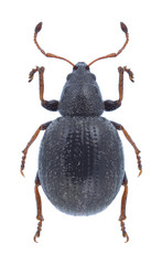 Beetle Omias puberulus on a white background