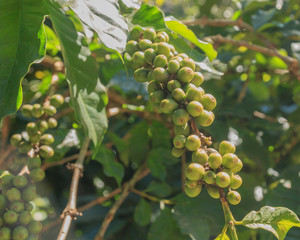 Coffee beans on branch of coffee tree