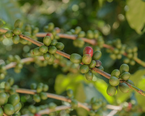 Coffee beans on branch of coffee tree