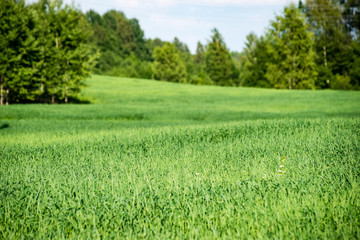 sunny meadow with flowers and green grass