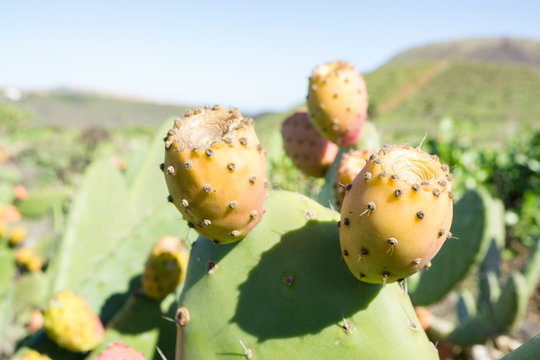 Higo pic&oacute;n o tuno de Lanzarote