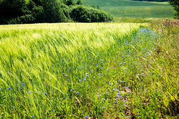 Obraz premium sunny meadow with cornflowers and daisies