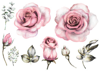 Set vintage watercolor elements of pink rose, collection garden flowers, leaves, illustration isolated on white background, eucalyptus, herbs. bud and leaf