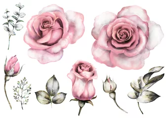 Fotobehang Rozen Set vintage aquarel elementen van roze roos, collectie tuin bloemen, bladeren, illustratie geïsoleerd op een witte achtergrond, eucalyptus, kruiden. knop en blad