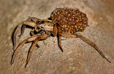 Spider Mom carrying babies