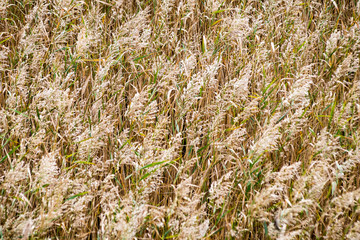 sunny meadow with flowers and green grass