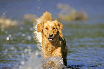 Golden Retriever running in water