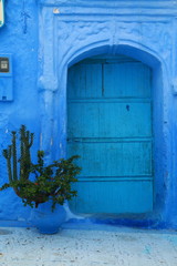 Fototapeta na wymiar Ornamental plant next to old blue door