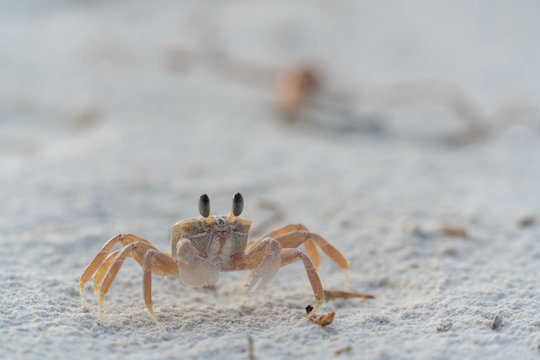 Ghody crab in the sand