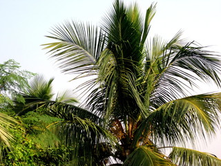 LEAVES OF COCONUT TREE