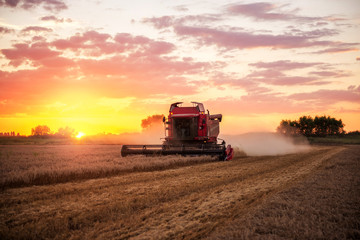 Fototapeta premium Combine harvesting wheat