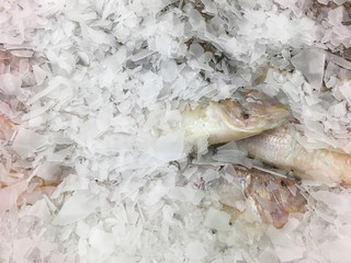 Fresh fish in the market